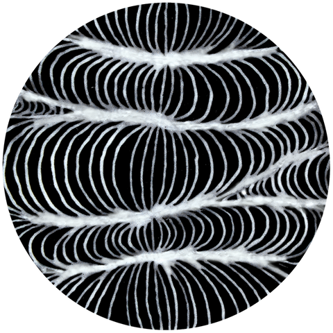 Designer Liner is clay-based and pigmented, perfect for fine detail with lines, dots, and letters. Amaranth Stoneware Canada.