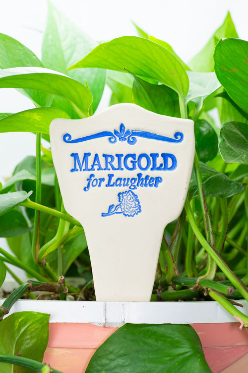 Marigold for Laughter