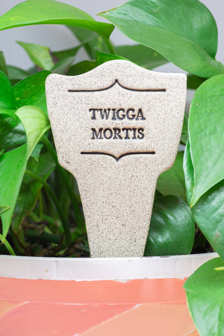 Twigga Mortis - Amaranth Stoneware Canada