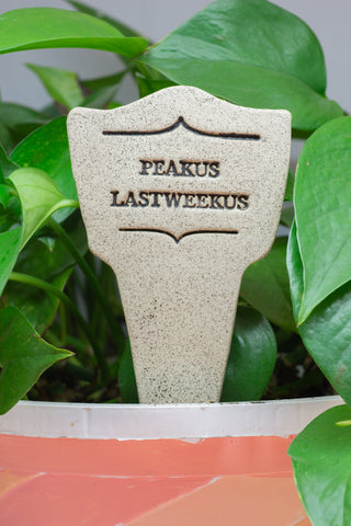 Peakus Lastweekus - Amaranth Stoneware Canada