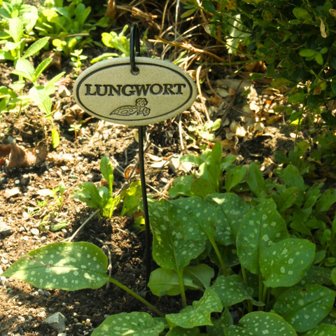Lungwort