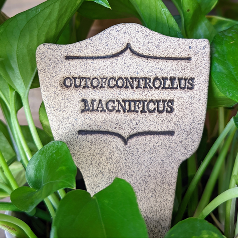 7.5x3-inch handcrafted Comic Latin plant stakes, perfect for witty plant labels. Durable, weatherproof, and fun! Handcrafted in Kingston, Ontario at Amaranth Stoneware.
