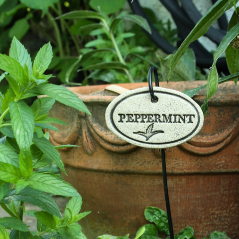 Peppermint