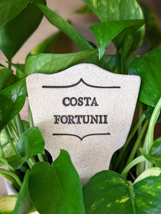 Costa Fortunii - Amaranth Stoneware Canada