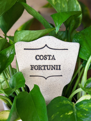 Costa Fortunii - Amaranth Stoneware Canada