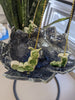 Bird Bath/Feeder - Handbuilding Workshop