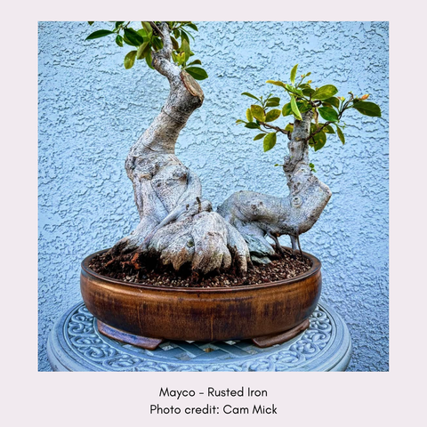 Rusted Iron by Mayco SW-175