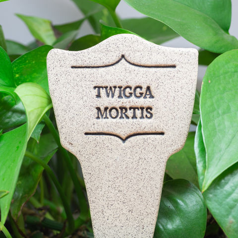 7.5x3-inch handcrafted Comic Latin plant stakes, perfect for witty plant labels. Durable, weatherproof, and fun! Handcrafted in Kingston, Ontario at Amaranth Stoneware.