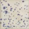 Indigo Rain by Mayco SW-153 - Amaranth Stoneware Canada