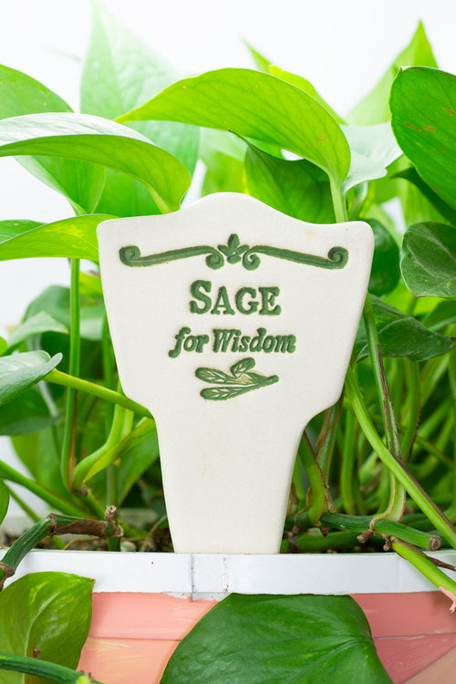 Sage for Wisdom