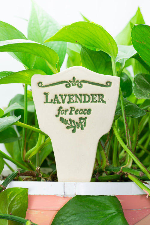 Lavender for Peace