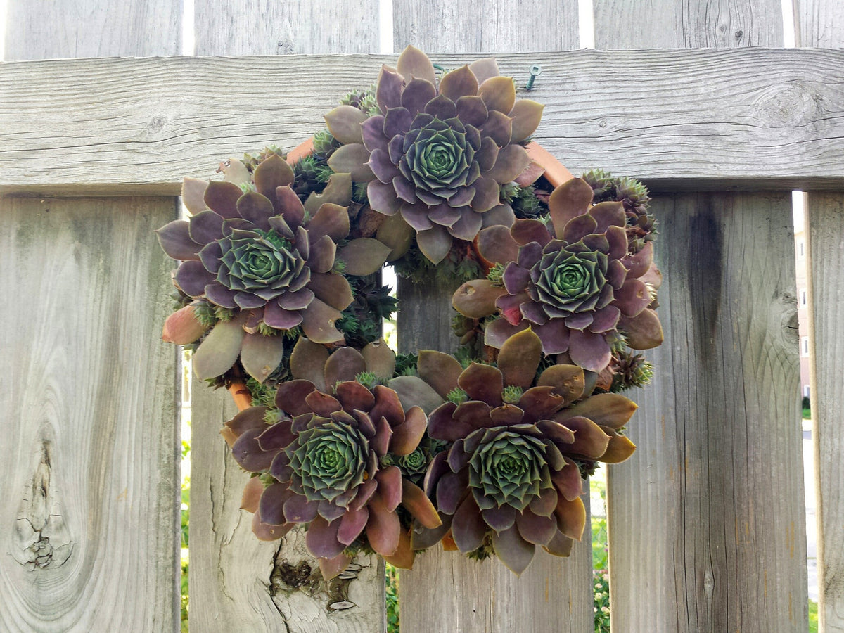 Living Wreath - Amaranth Stoneware Canada