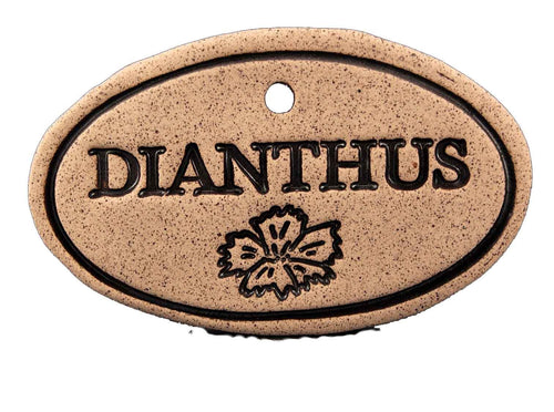 Dianthus - Amaranth Stoneware Canada