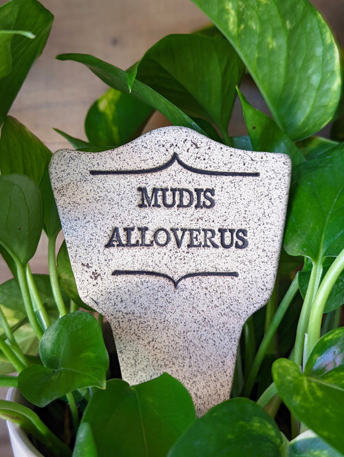 Mudis Alloverus
